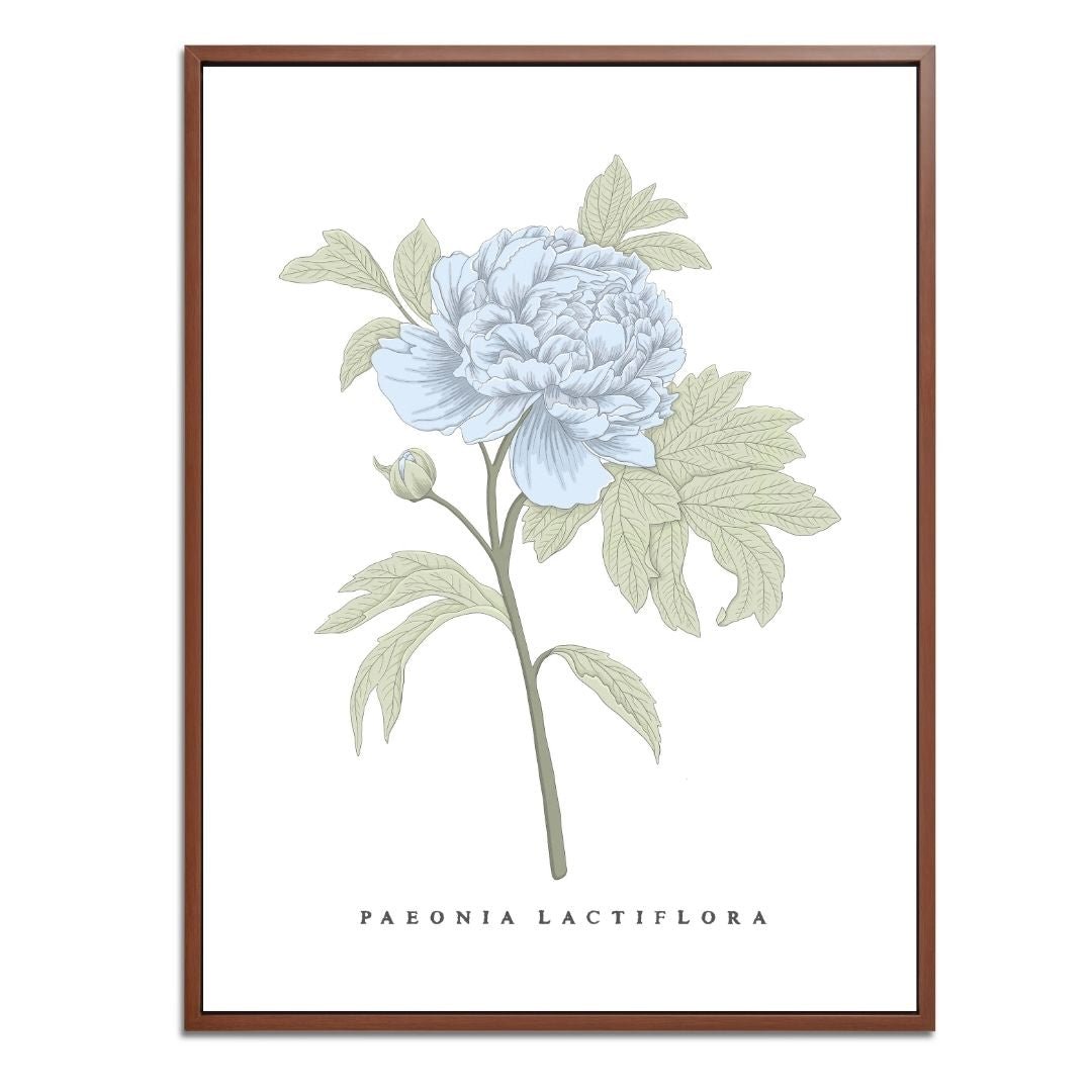 Peony Botanical Fine Art Print by H Potter Blue