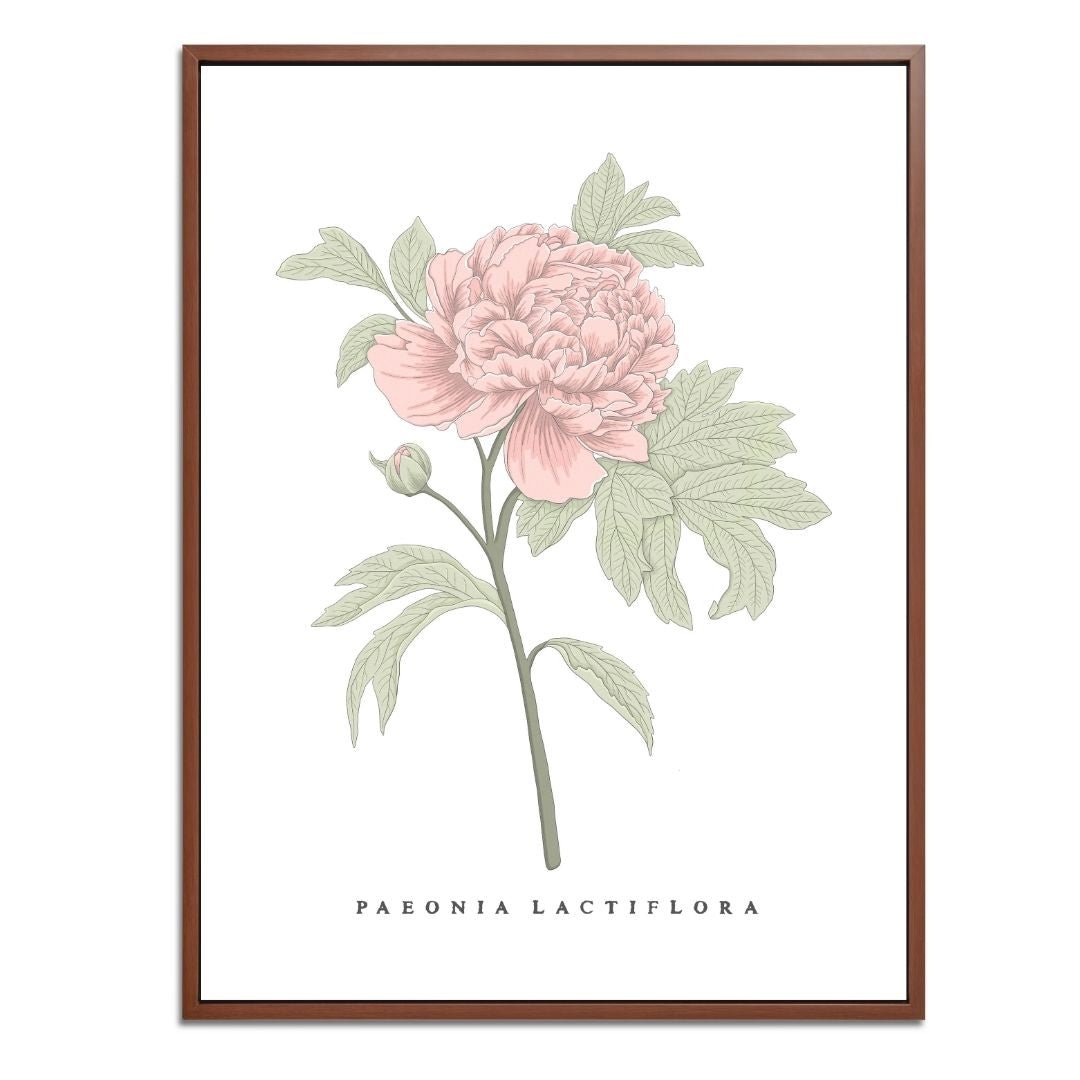 Peony Botanical Fine Art Print by H Potter Pink