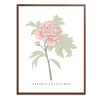 Peony Botanical Fine Art Print by H Potter Pink