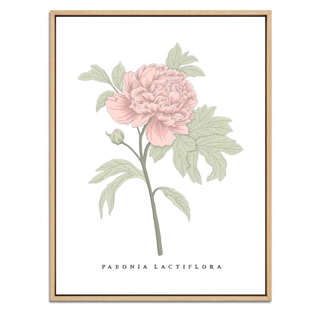 Peony Botanical Fine Art Print by H Potter Pink