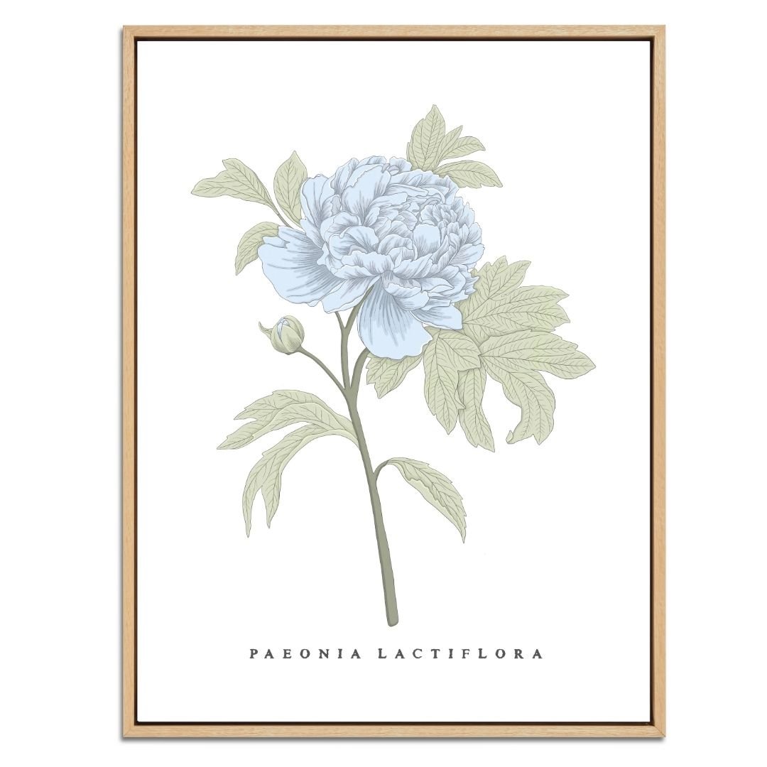 Peony Botanical Fine Art Print by H Potter Blue