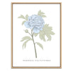 Peony Botanical Fine Art Print by H Potter Blue