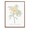 Peony Botanical Fine Art Print by H Potter Yellow