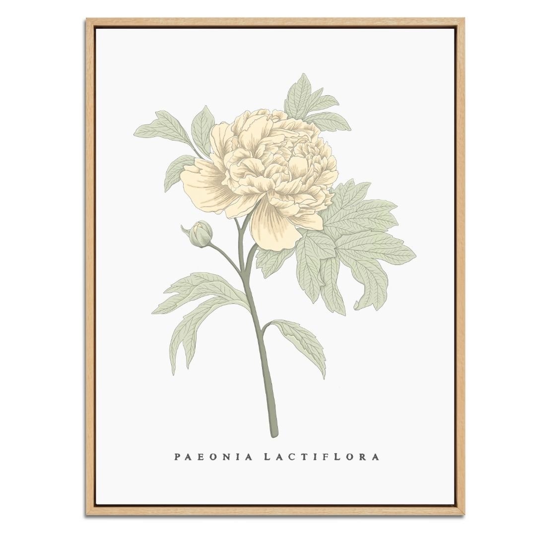 Peony Botanical Fine Art Print by H Potter Yellow
