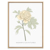 Peony Botanical Fine Art Print by H Potter Yellow