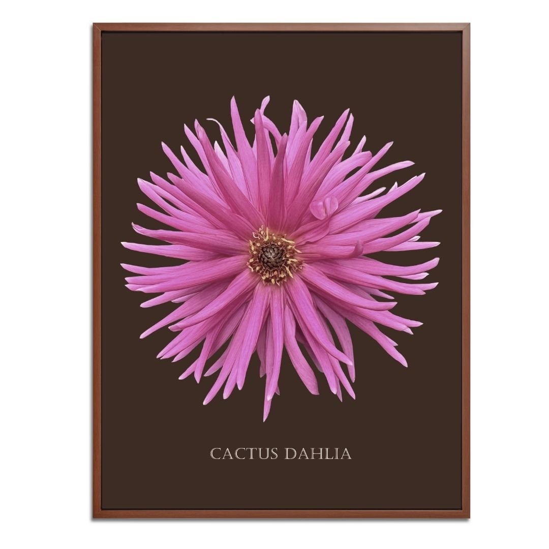 Pink Cactus Botanical Fine Art Print by H Potter