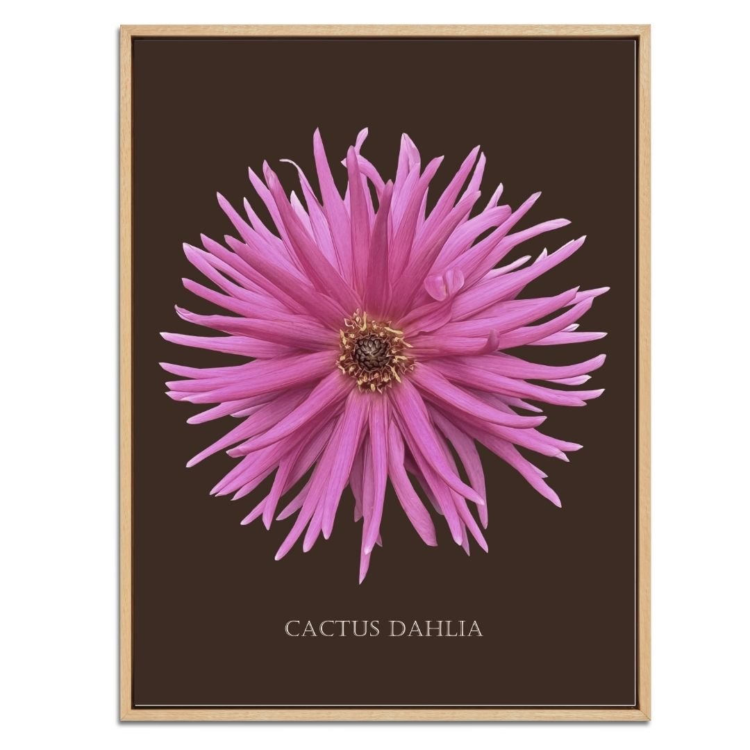 Pink Cactus Botanical Fine Art Print by H Potter