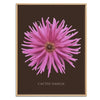 Pink Cactus Botanical Fine Art Print by H Potter