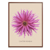 Pink Cactus Botanical Fine Art Print by H Potter