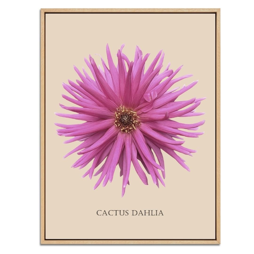 Pink Cactus Botanical Fine Art Print by H Potter