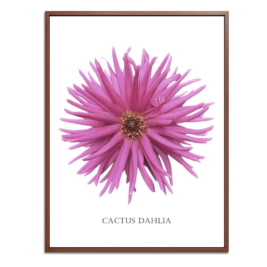 Pink Cactus Botanical Fine Art Print by H Potter