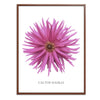 Pink Cactus Botanical Fine Art Print by H Potter
