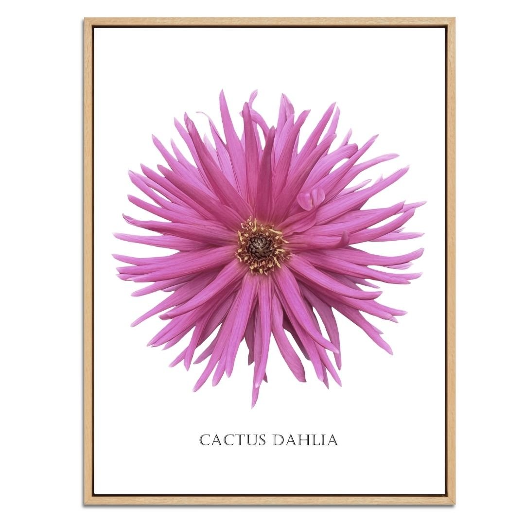 Pink Cactus Botanical Fine Art Print by H Potter