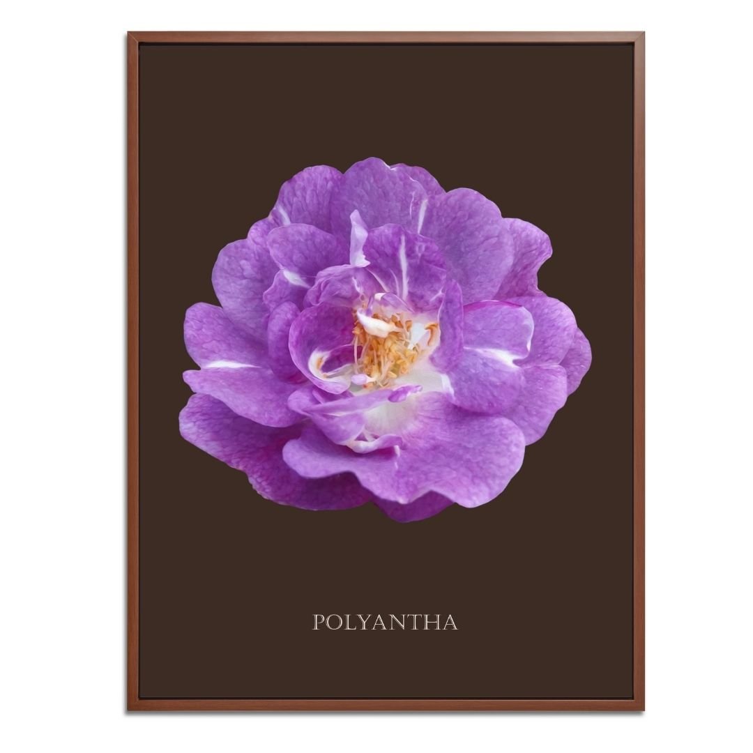 Purple Polyantha Rose Botanical Art Print by H Potter