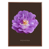 Purple Polyantha Rose Botanical Art Print by H Potter