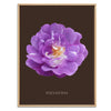 Purple Polyantha Rose Botanical Art Print by H Potter