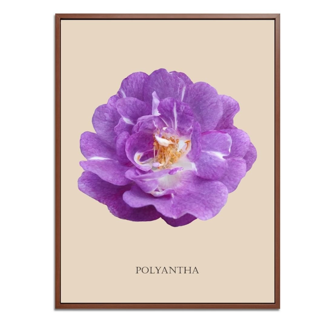 Purple Polyantha Rose Botanical Art Print by H Potter