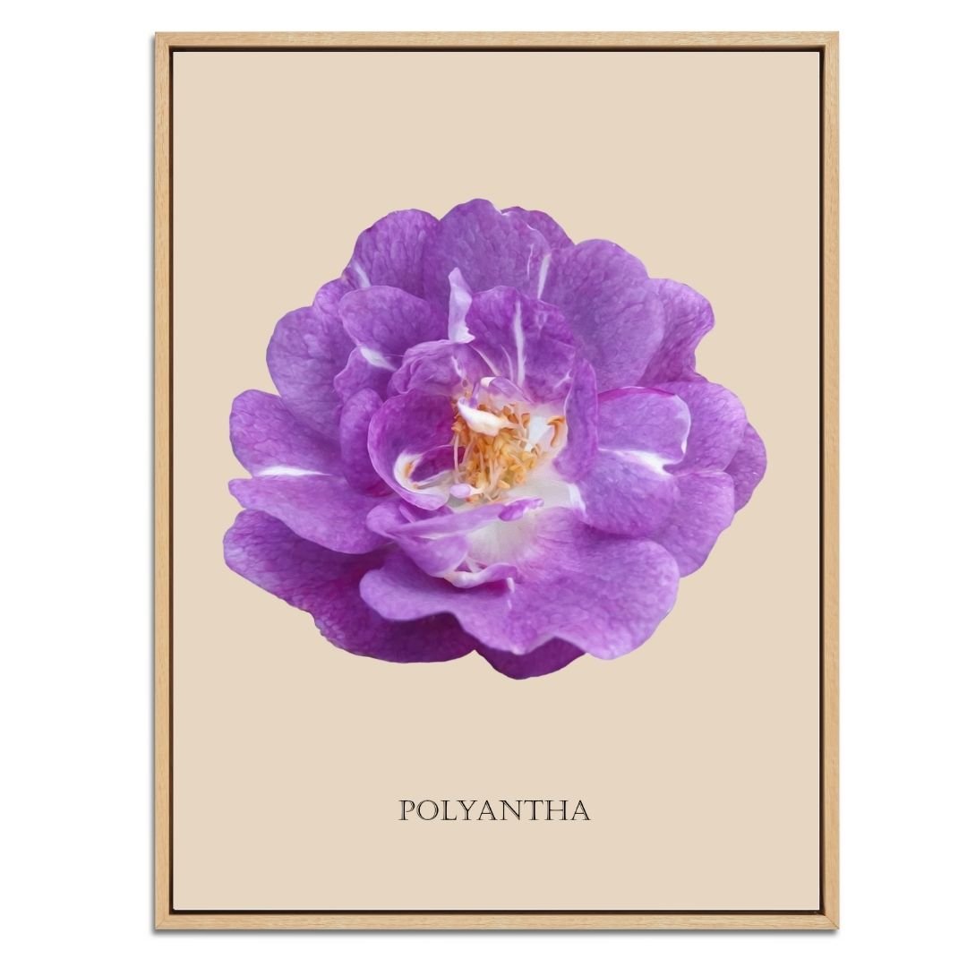 Purple Polyantha Rose Botanical Art Print by H Potter