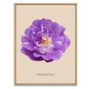 Purple Polyantha Rose Botanical Art Print by H Potter