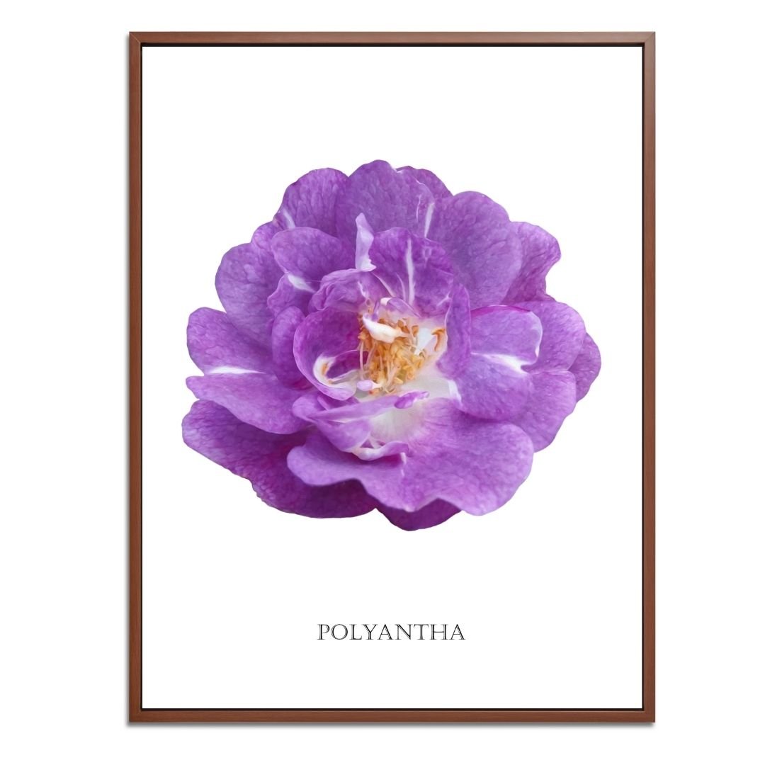 Purple Polyantha Rose Botanical Art Print by H Potter