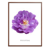 Purple Polyantha Rose Botanical Art Print by H Potter