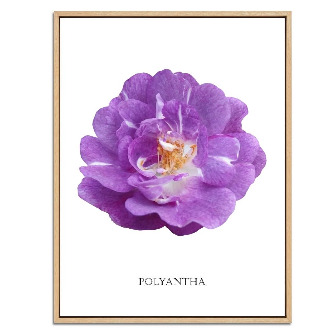 Purple Polyantha Rose Botanical Art Print by H Potter