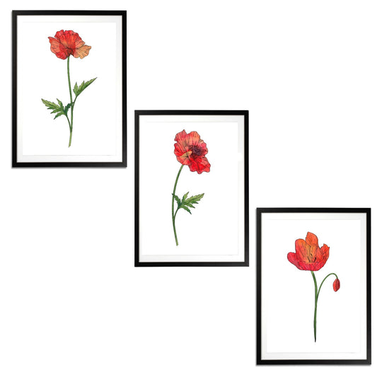 Poppies Set Botanical Fine Art Print by H Potter