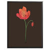 Poppy Botanical Fine Art Print by H Potter 3