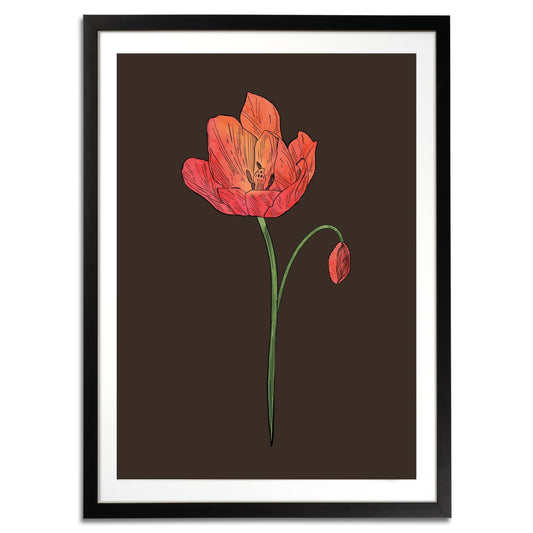 Poppy Botanical Fine Art Print by H Potter 3
