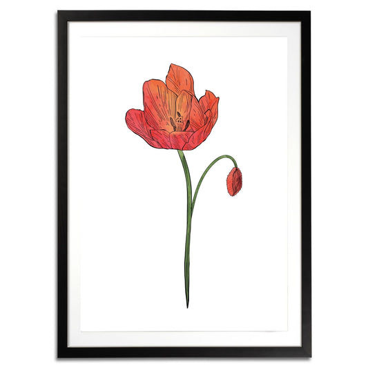 Poppy Botanical Fine Art Print by H Potter 3