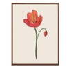 Poppy Botanical Fine Art Print by H Potter 3