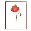Poppy Botanical Fine Art Print by H Potter 3