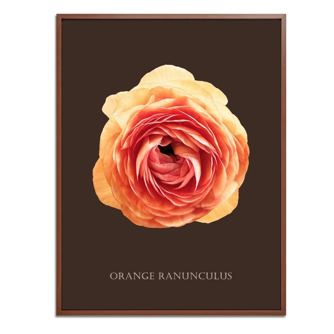 Orange Ranunculus Botanical Fine Art Print by H Potter
