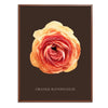 Orange Ranunculus Botanical Fine Art Print by H Potter