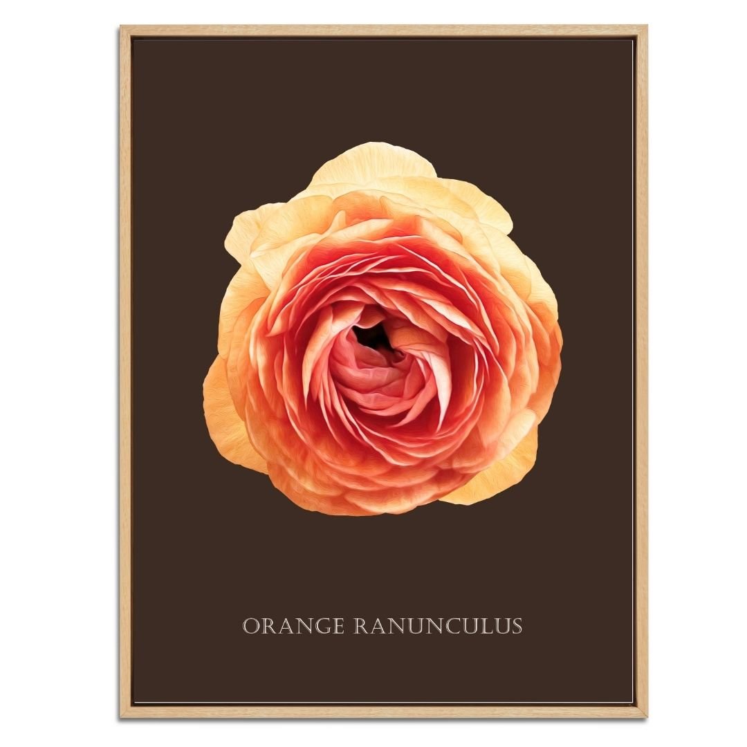 Orange Ranunculus Botanical Fine Art Print by H Potter