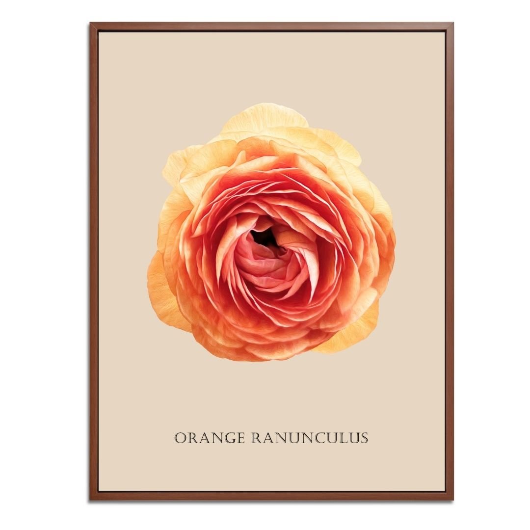 Orange Ranunculus Botanical Fine Art Print by H Potter