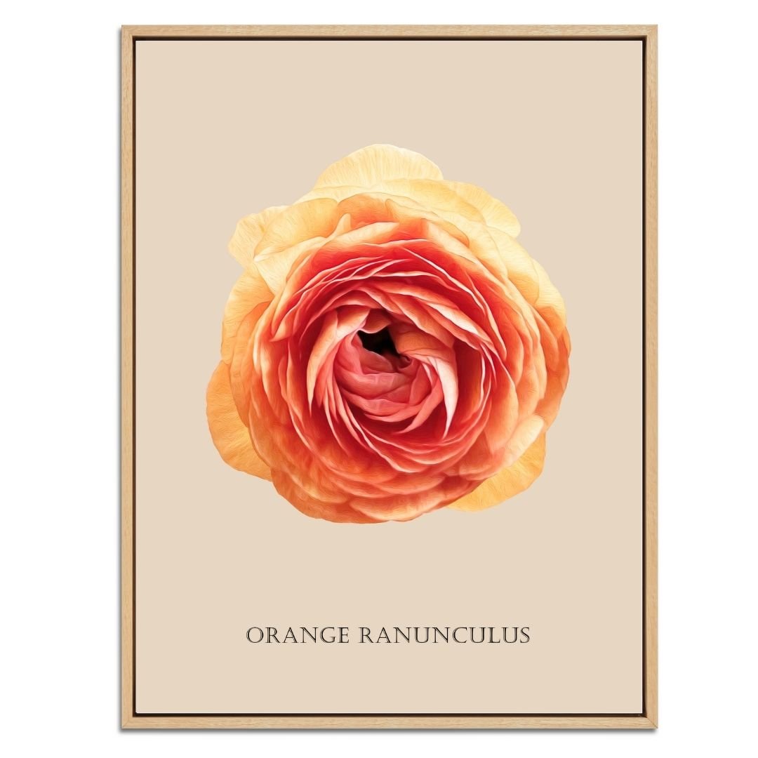 Orange Ranunculus Botanical Fine Art Print by H Potter