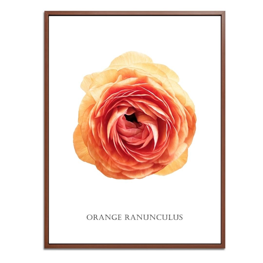 Orange Ranunculus Botanical Fine Art Print by H Potter