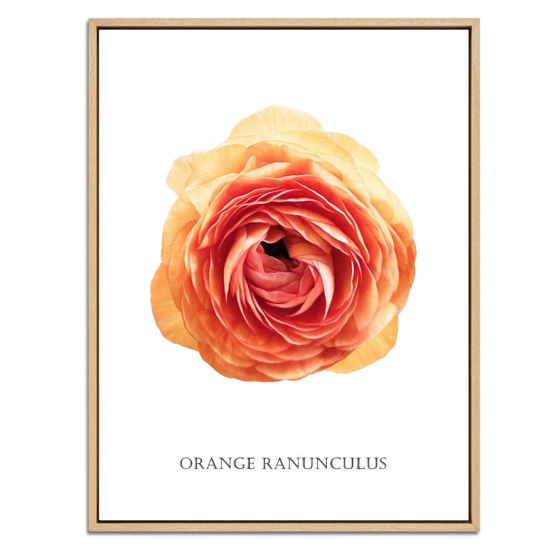 Orange Ranunculus Botanical Fine Art Print by H Potter