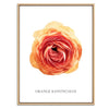 Orange Ranunculus Botanical Fine Art Print by H Potter