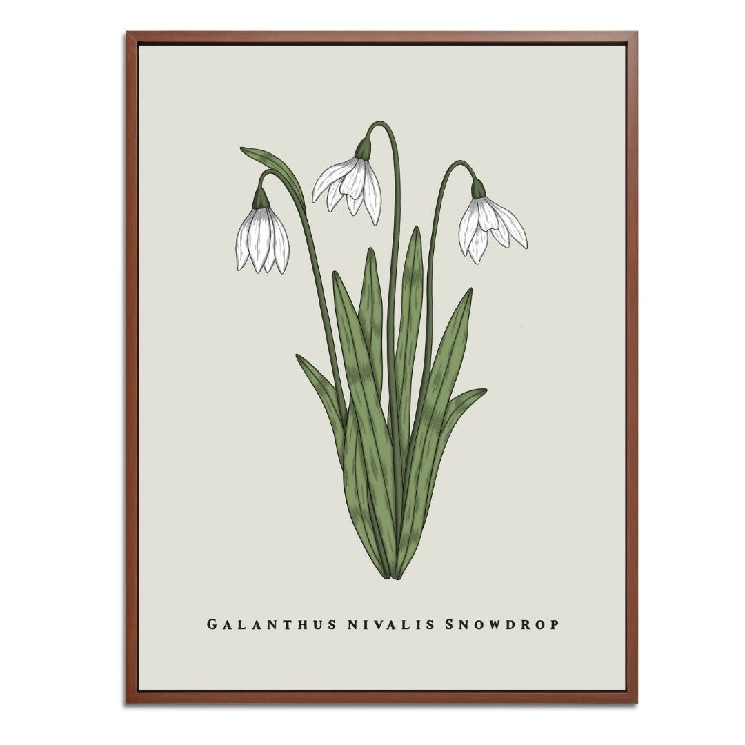 Snowdrop Botanical Fine Art Print by H Potter