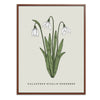 Snowdrop Botanical Fine Art Print by H Potter