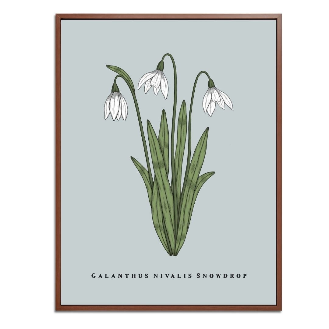 Snowdrop Botanical Fine Art Print by H Potter