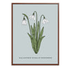 Snowdrop Botanical Fine Art Print by H Potter