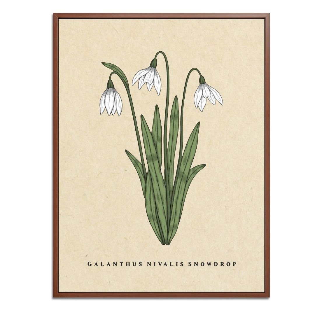 Snowdrop Botanical Fine Art Print by H Potter