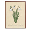 Snowdrop Botanical Fine Art Print by H Potter