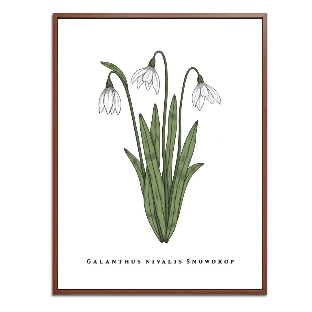 Snowdrop Botanical Fine Art Print by H Potter