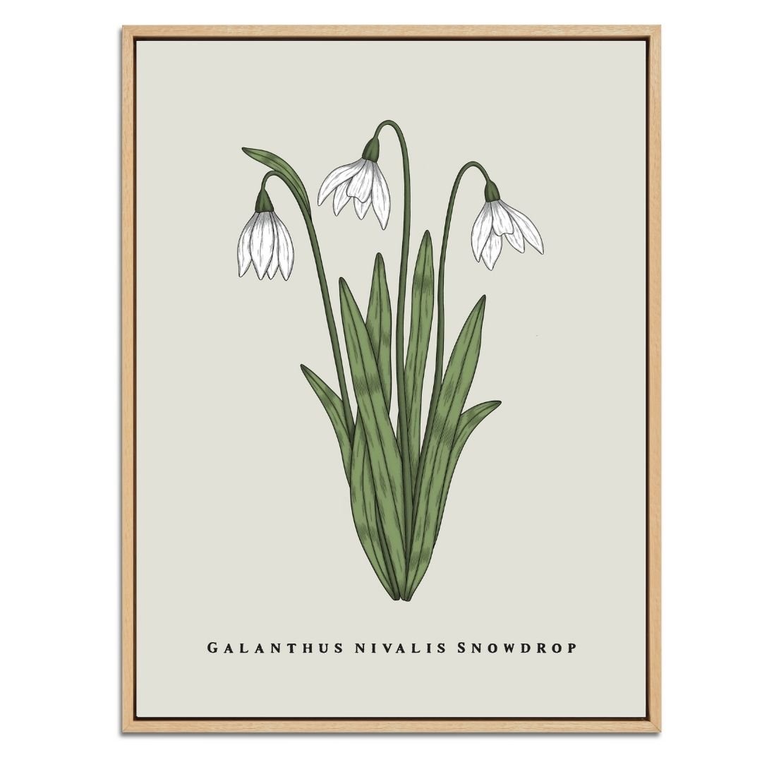 Snowdrop Botanical Fine Art Print by H Potter