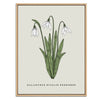 Snowdrop Botanical Fine Art Print by H Potter