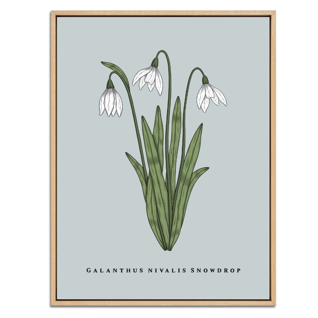 Snowdrop Botanical Fine Art Print by H Potter